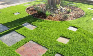 Trồng cỏ ở Bình Dương nên lựa chọn những loại cỏ nào cho sân vườn?