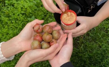 Gợi Ý Lịch Trình Mộc Châu 2 Ngày 1 Đêm Được Du Khách Yêu Thích Năm 2025