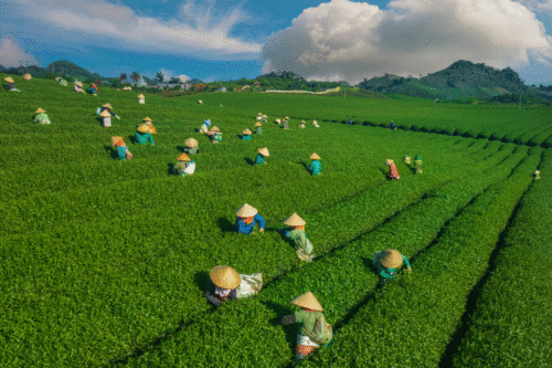 đồi chè mộc châu